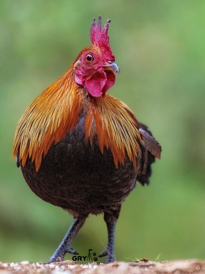 A male Red Junglefowl, the wild ancestor of the domestic chicken, struts through the undergrowth. Its vibrant colors are a sign of health and vitality.
