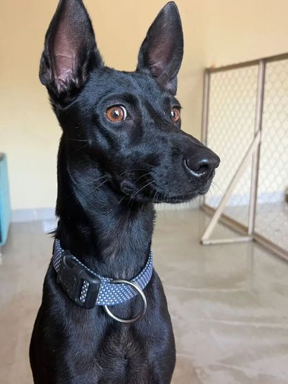 Snugglys Paw House - Pet Daycare The Paw House: Cozy Indoor Comforts photo 24