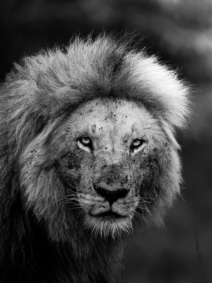 Beyond color, there is character. This black and white portrait of a lion from Masai Mara focuses on his soul. I teach my students how to use monochrome to reveal texture, mood, and the raw power of the subject.