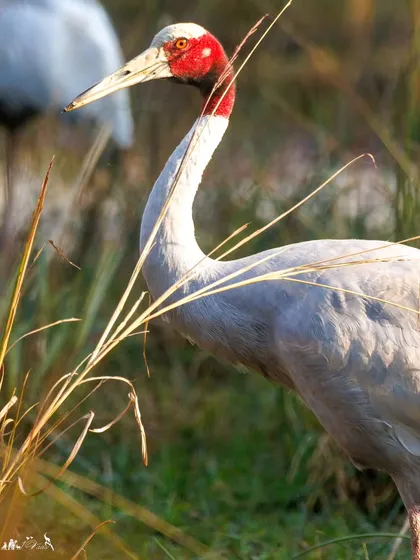 The Sarus Crane, with its striking red head and pale red legs, is revered in Indian culture. Its eyes shimmer like the sun.