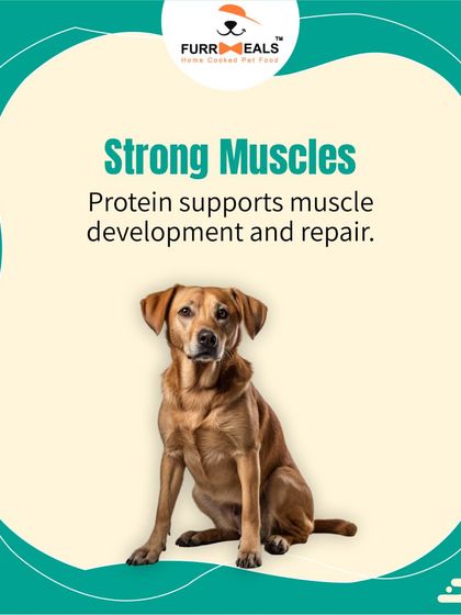This series breaks down the many roles of protein. It fuels fun and adventures, builds strong muscles, boosts the immune system, supports happy joints, and contributes to a shiny skin and coat.