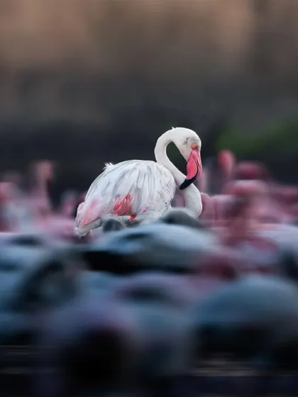 Using a slow shutter speed and intentional camera movement, I created this artistic, motion-blurred shot of a flamingo. It gives a sense of the constant movement within the flock.