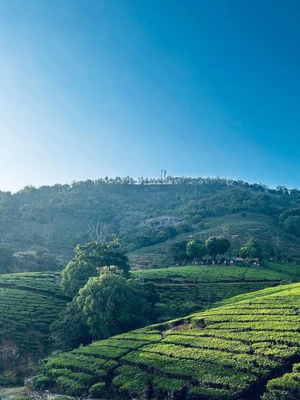 The vibrant green of tea plantations under a brilliant blue sky in the Nilgiris. Our 'Misty Mountain Hop' tour offers some of the most picturesque cycling in India.