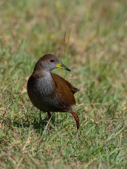 A Brown Crake in a pose that reminds me of the actor Akshay Kumar.