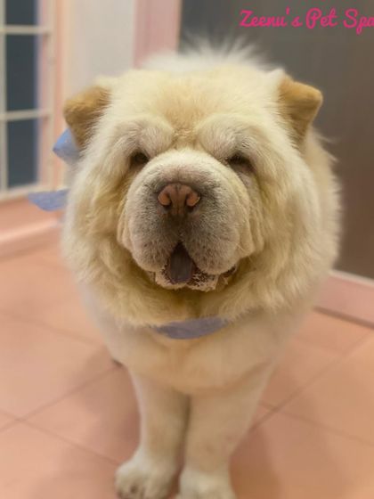 Zeenu's Pet Spa - Dog Grooming & Spa Gentle Giants & Large Breed Care photo 11