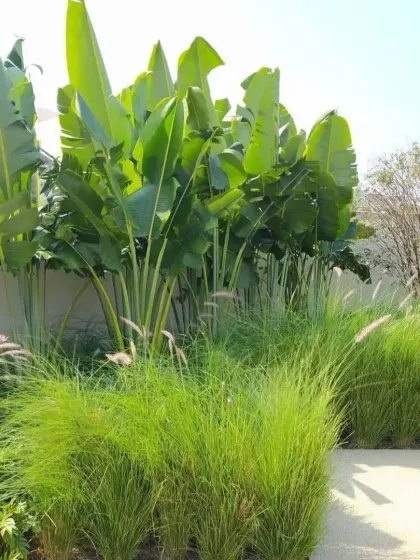 A beautiful combination of tall Bird of Paradise plants and feathery ornamental grasses. This layered planting creates a soft, textured screen that adds privacy and visual interest.