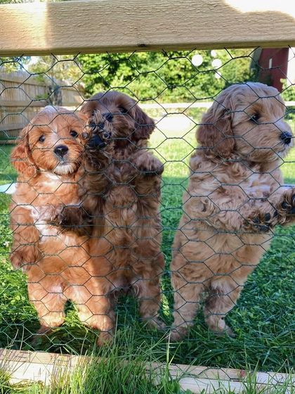 Three curious puppies peering through a fence, eager to see what's happening. They are social and inquisitive from a young age.