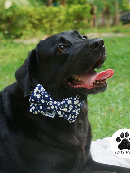 A handsome Labrador modeling the Bubble Blossom bow. My bows are soft, lightweight, and detachable, making them easy to add to any collar.