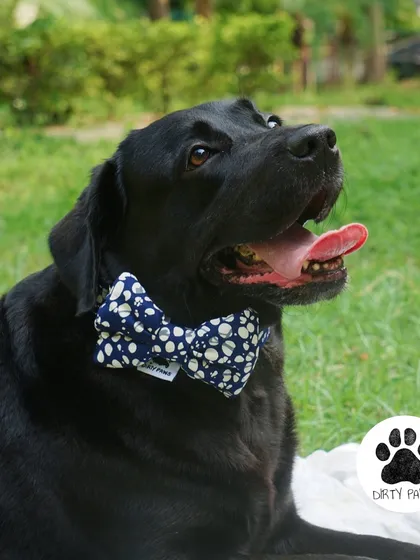 A handsome Labrador modeling the Bubble Blossom bow. My bows are soft, lightweight, and detachable, making them easy to add to any collar.