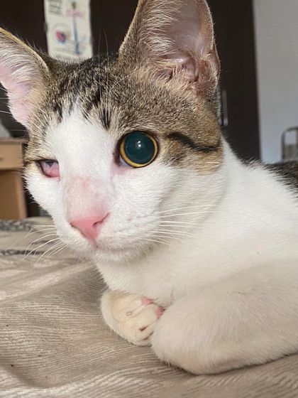 This is Francisco, a 6-month-old boy who is blind but otherwise healthy. He is vaccinated, house-trained, goofy, floofy, and ready to move into his new home.