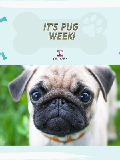 Announcing Pug Week! We celebrate this charming and sociable breed by offering a 10% discount on grooming services for all Pugs.
