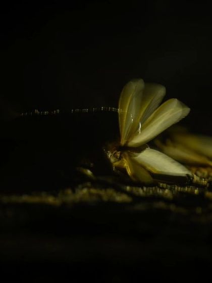 The circle of life: a termite swarm provides a feast for predators like frogs, showcasing the delicate balance of the ecosystem.