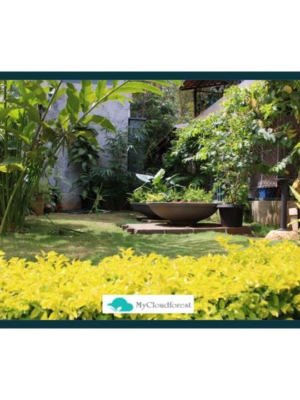 MyCloudforest - Landscape Garden Design Lush Lawns & Villa Landscapes photo 14
