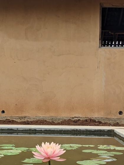 A lotus flower blooms in the pond at the Hassan farmhouse, set against the warm, earthy texture of a mud-plastered wall.