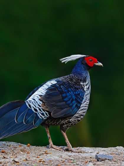 A full-body shot of a male Khalij Pheasant standing on the ground. The image showcases its impressive size, long tail, and regal bearing against a dark, natural background.