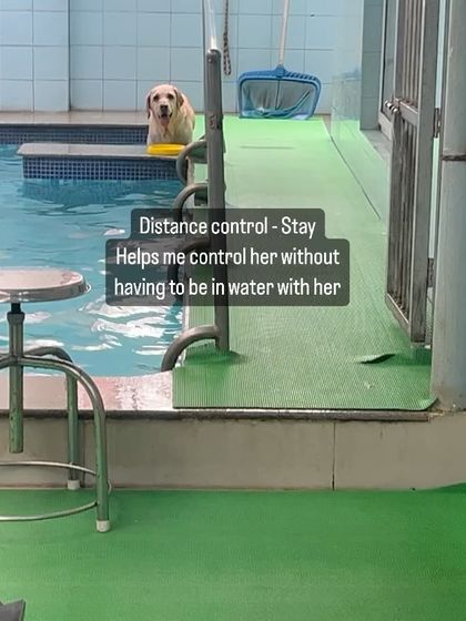 Confident Dogs - Canine Behavior Modification Life Skills, Taught Through Play photo 19