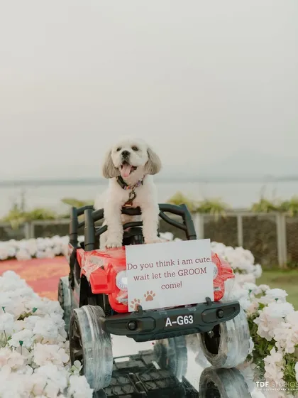 The cutest ring bearer ever! This little dog made a grand entrance in a toy car, delighting guests and stealing the show.