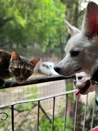 In-Home Pet Boarding