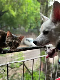 In-Home Pet Boarding