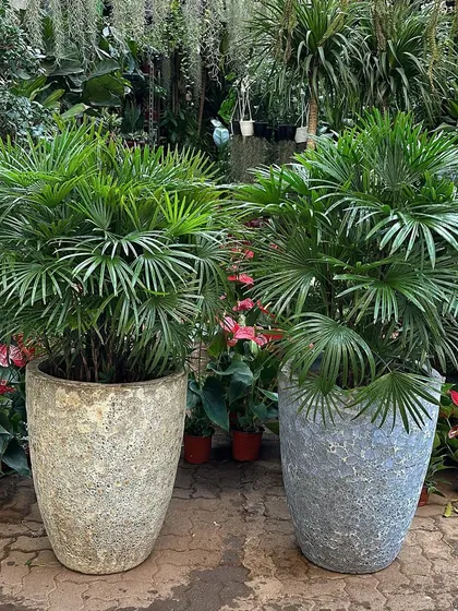 This is the Rhapis Multifida, or Finger Palm, a rare and exotic palm variety. I have them available in large rustic planters, perfect for adding a unique tropical touch to your indoor plant collection.