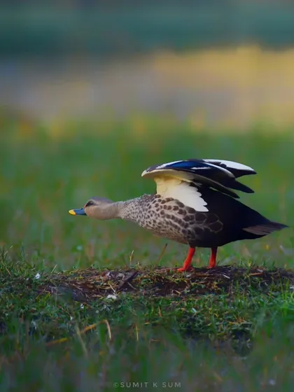 A Spot-billed Duck stretching its wings on a cold winter morning, a common behaviour to warm up and prepare for the day.