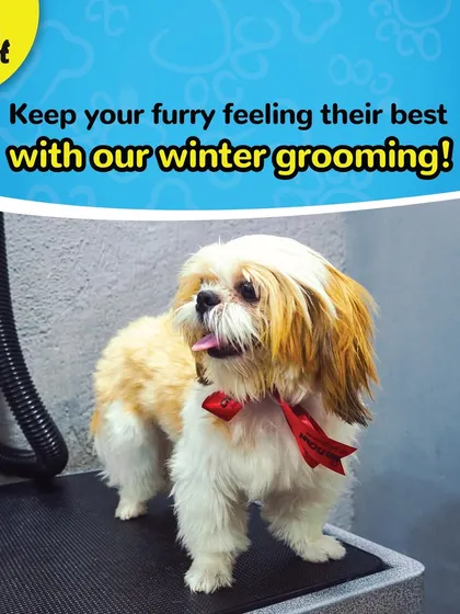 Keep your furry friend feeling their best with our specialized winter grooming services.