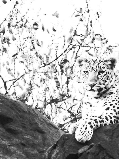 A high-key black and white portrait of a leopard resting on the rocks, its spots creating a stark, beautiful pattern against the bright background.