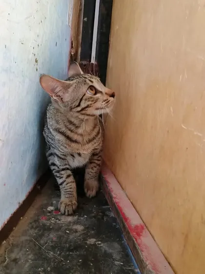 Missy cautiously exploring a new space. She is a smart and independent cat who also enjoys a good cuddle session once she gets to know you.
