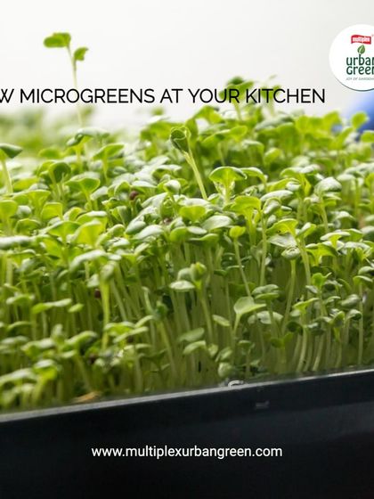 Multiplex Urban Green - Organic Gardening Supplies Grow Your Own Vegetables & Herbs photo 11