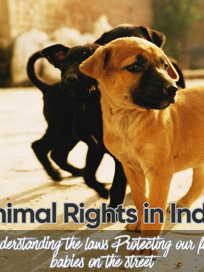 Charlie's Animal Rescue Centre - Animal Welfare Advocacy Be Their Voice: Advocacy & Awareness photo 3