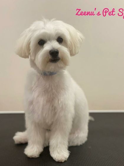 Zeenu's Pet Spa - Dog Grooming & Spa We Love All Breeds photo 20