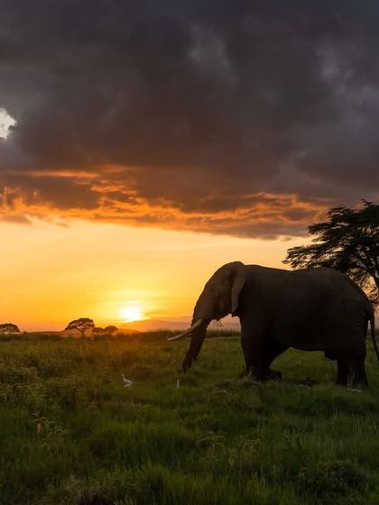 Another frame from the magical Amboseli sunset, a reminder of how beautiful our wild world is.