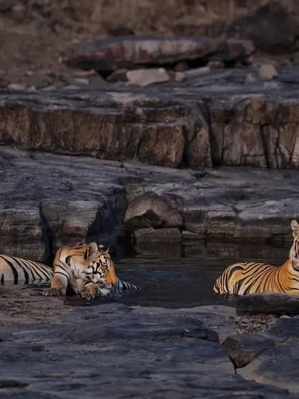 A family portrait of P151 and her cubs at the waterhole, a moment of peace.