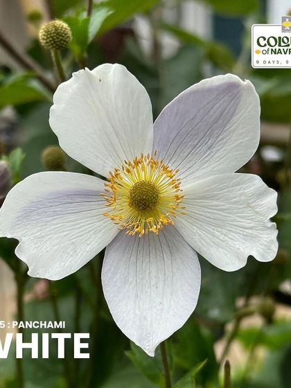 The serene White Japanese Anemone symbolizes spiritual growth and new beginnings. This tall, elegant flower has inspired artists like Monet and Matisse.