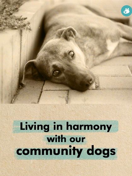 The Pack - Pet Parent Education & Workshops Awaara Nahi, Humara Hai: Community Dog Advocacy photo 32