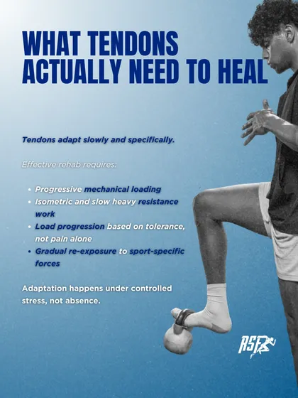 So what do tendons actually need to heal? This image outlines the requirements: progressive mechanical loading, isometric and heavy resistance work, and a gradual re-exposure to sport-specific forces. Adaptation happens under controlled stress, not its absence.