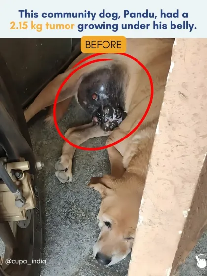 Cupa - Emergency Animal Rescue & Treatment Dog Rescue & Recovery Stories photo 25