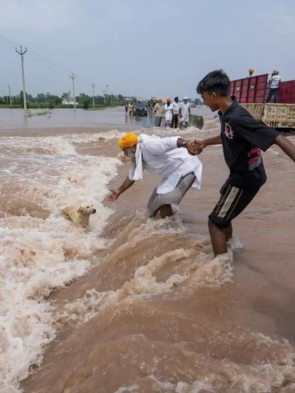 In the middle of the Amritsar flood, locals reached out to rescue a stranded dog. This is a moment of pure humanity and hope.