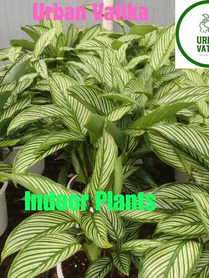 Another beautiful pinstripe variety of Calathea.