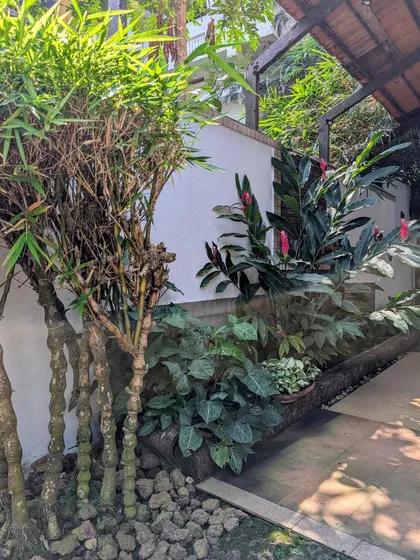 A shaded walkway featuring Buddha Belly bamboo and flowering red ginger. This combination of plants is ideal for creating a lush, tropical feel in narrow side yards or passages.