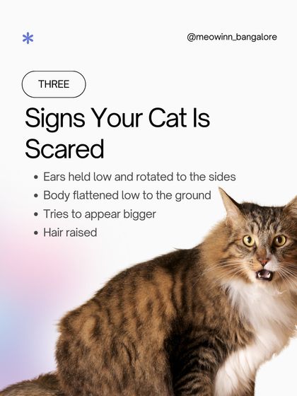 Meow Inn - Cat Hotel & Boarding Your Guide to Feline Wellness photo 11