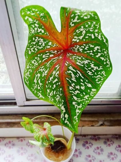 Rare & Collector's Plants photo 39