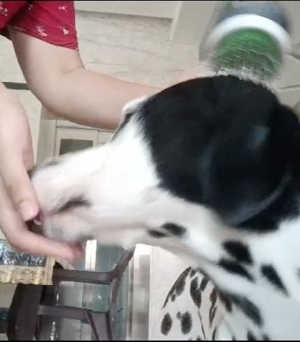 Confident Dogs - Canine Behavior Modification Real Dogs, Real Transformations photo 14