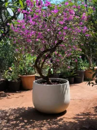 Landscaping and Garden Maintenance