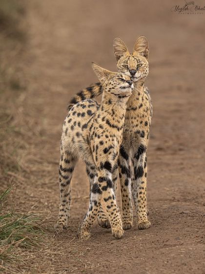 An elusive Serval cat with her kitten. When they playfully interact, it's a matter of time before they touch noses or nuzzle. Anticipating this intimate moment is key to capturing it.