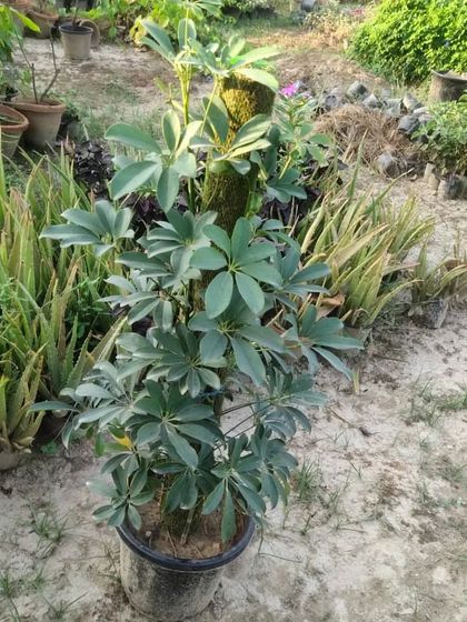 A large Schefflera or Umbrella Tree growing on a moss pole. These are great as larger, floor-standing indoor trees.