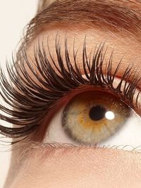 Lash & Brow Services