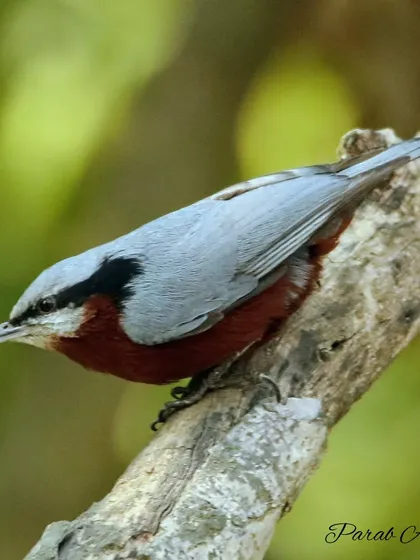 The Indian Nuthatch, a bird of subtropical forests, has a unique way of opening nuts by jamming them into a crevice and hammering them. Its old name, "mud dabbler," comes from its habit of plastering mud around its nest hole.