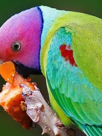 Bird & Wildlife Photography