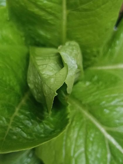 A close-up of a Romaine lettuce head, freshly harvested from one of our pods. The leaves are crisp, clean, and ready to eat.